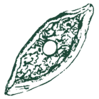 Pideler